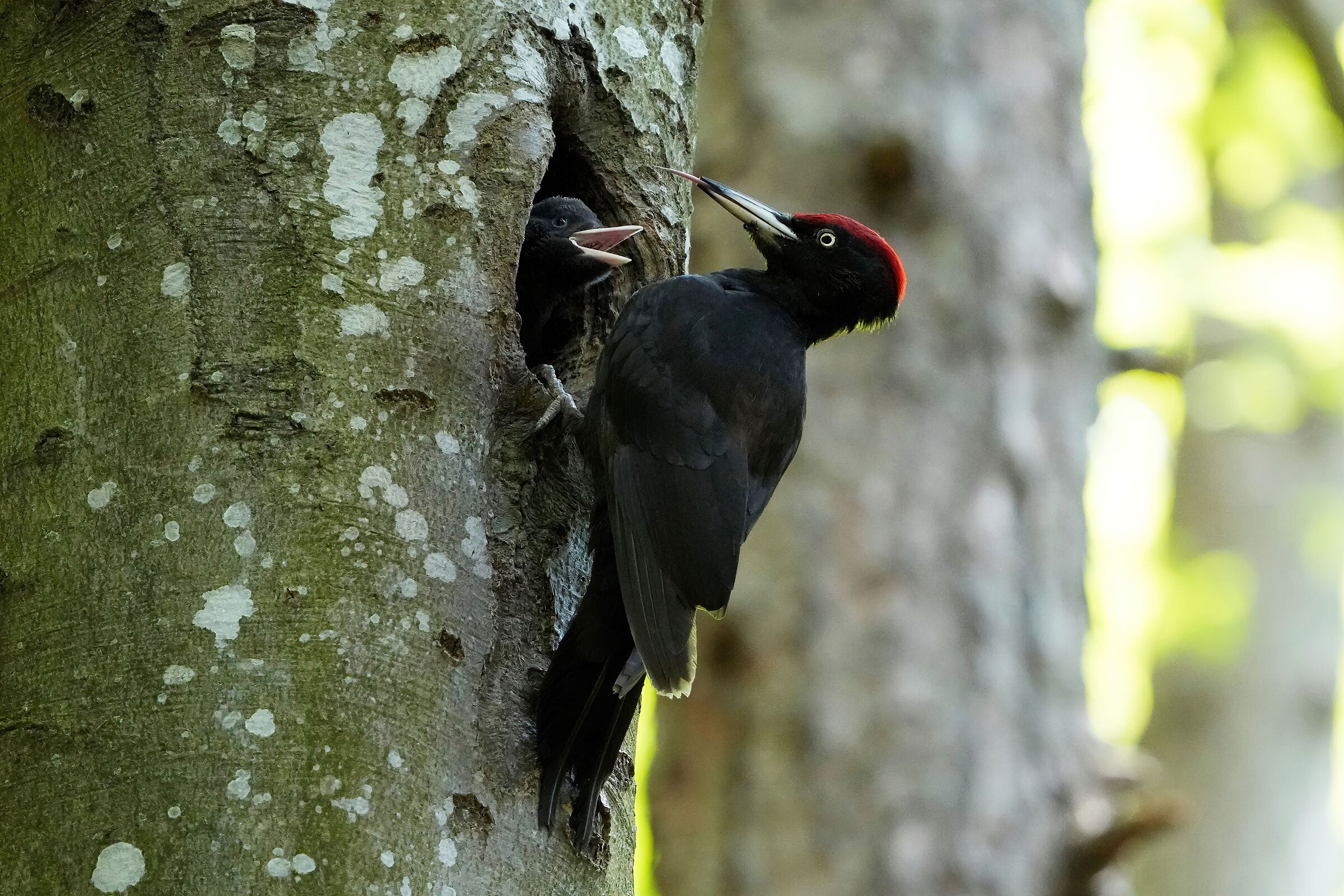 black woodpecker m with pullo