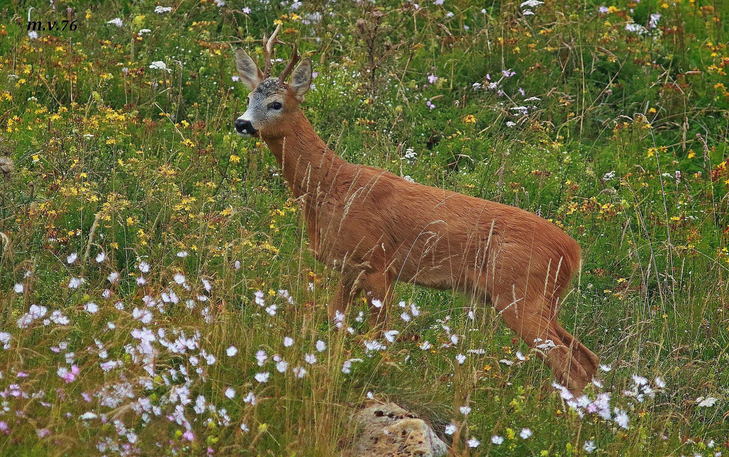 The sign of the warrior...