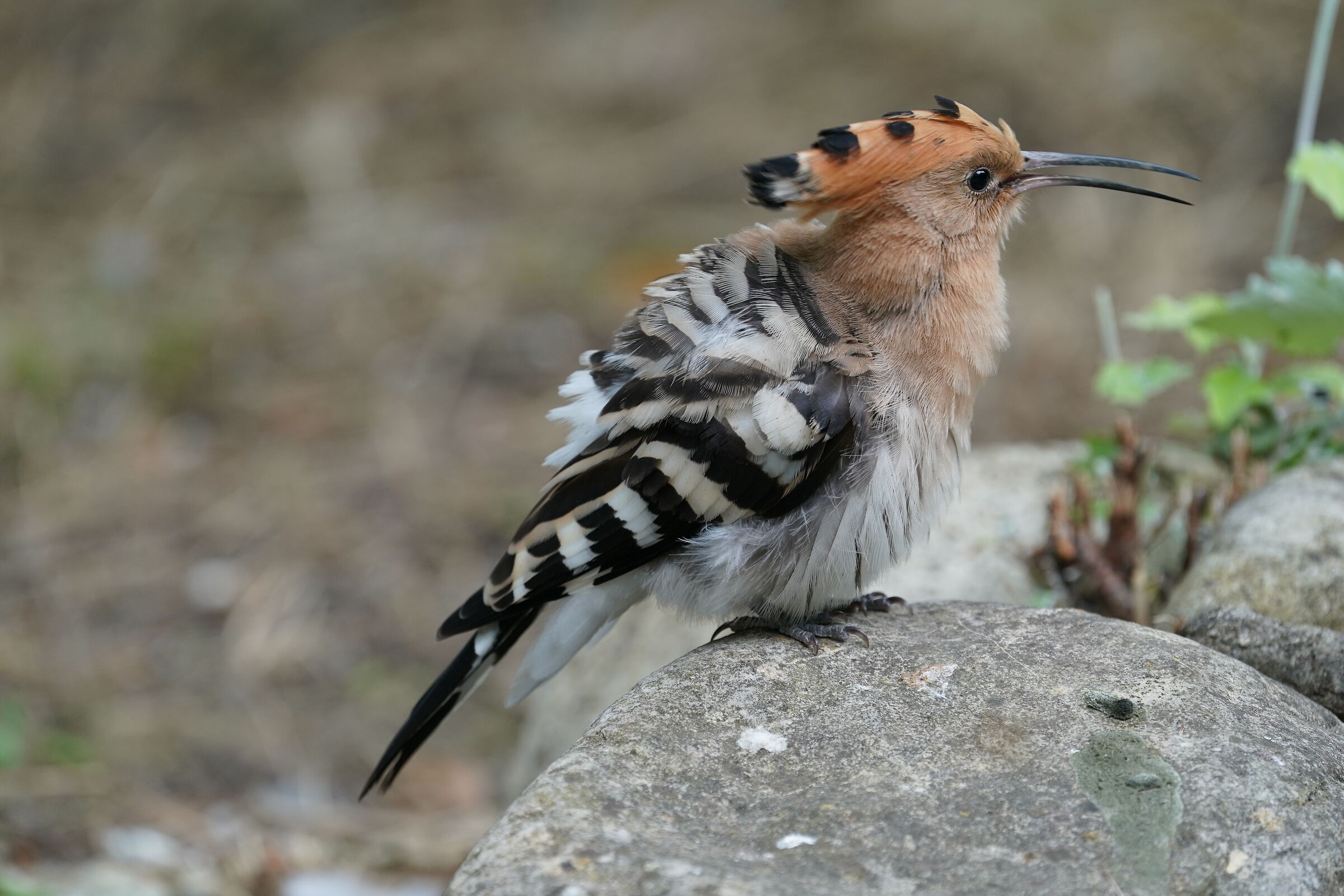 hoopoe