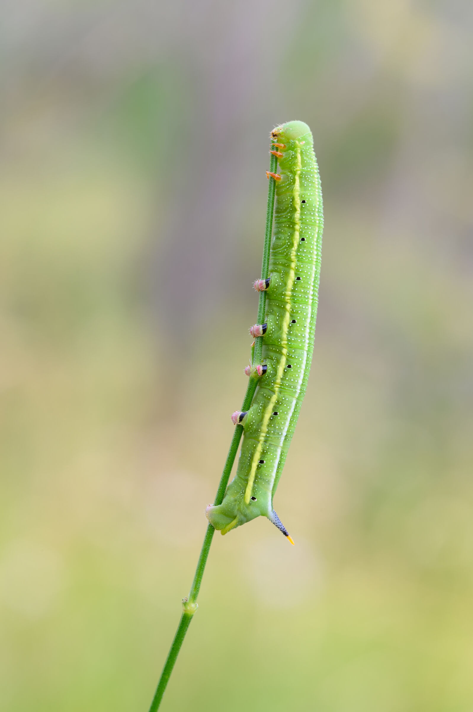 Caterpillar of SPHINGIDE HUMMINGBIRD