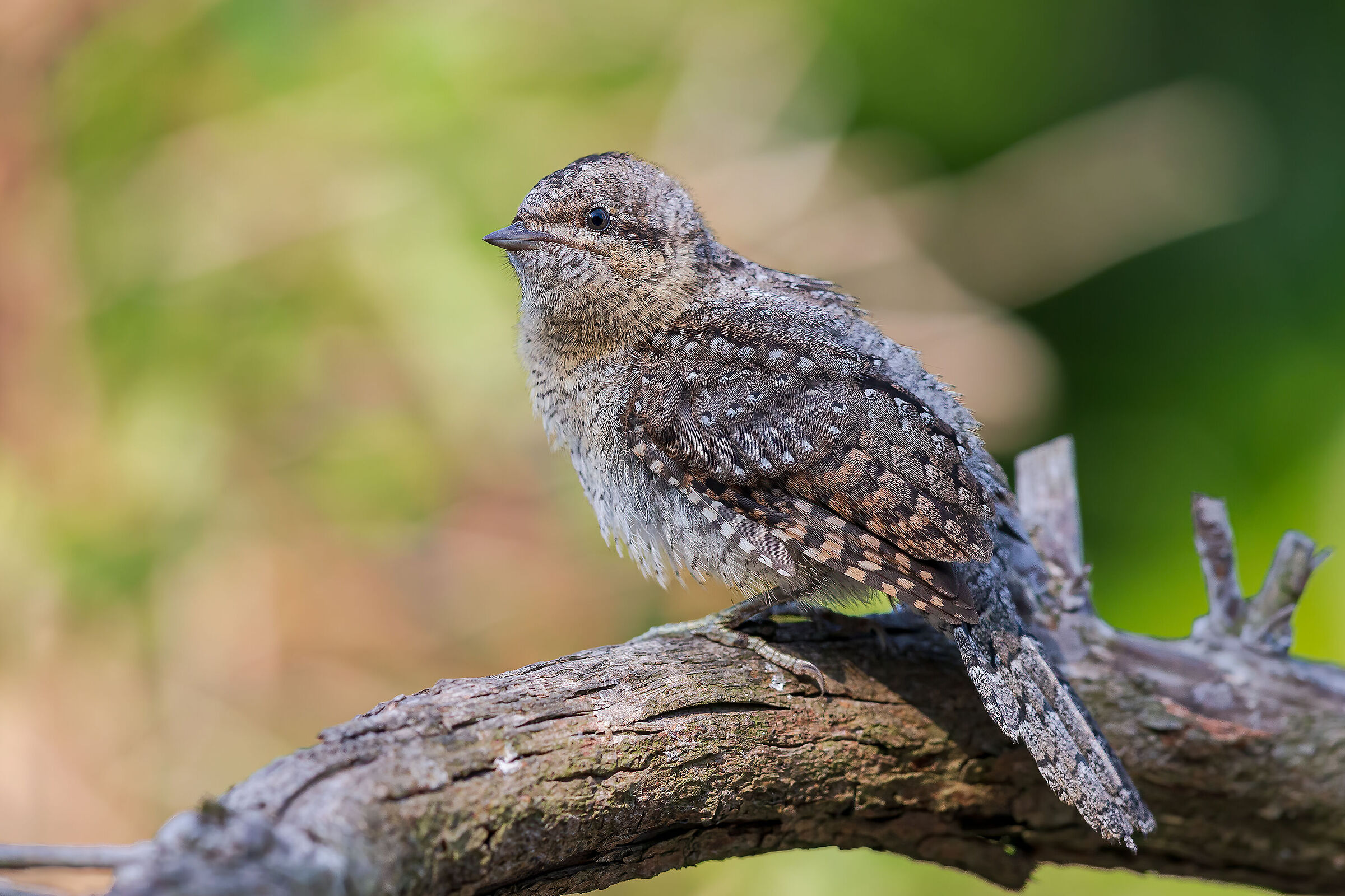 Tortycollo (Jynx torquilla)