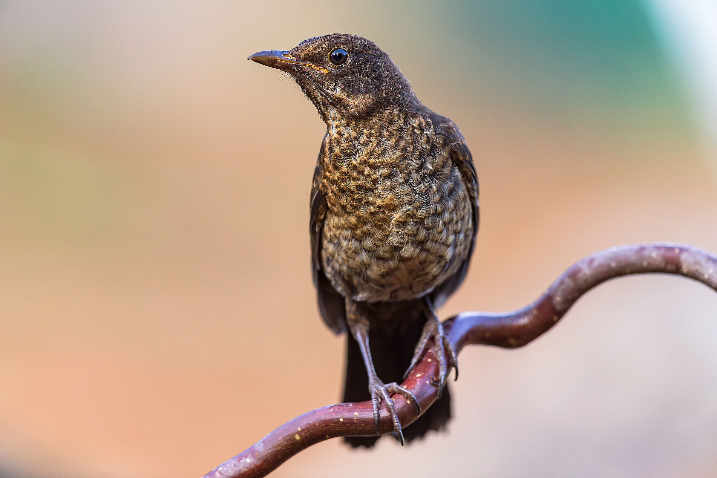 Merlo (Turdus merula)