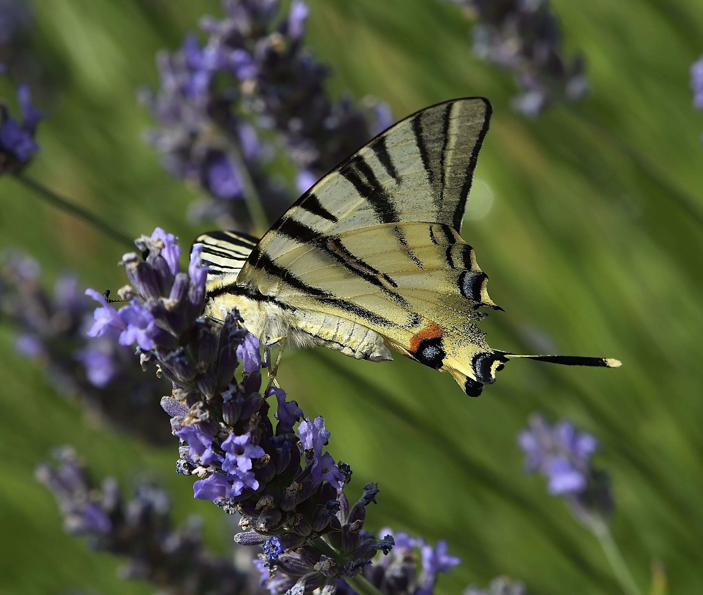 Abbuffata sulla lavanda