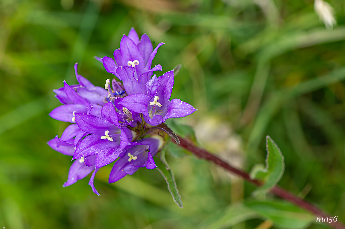 campanula agglomerata