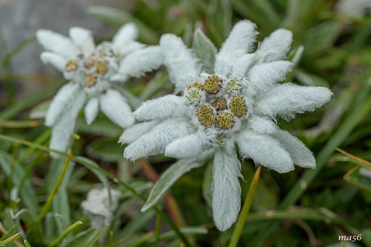 stella alpina