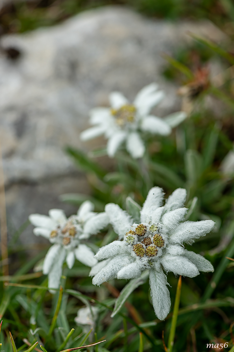 stella alpina