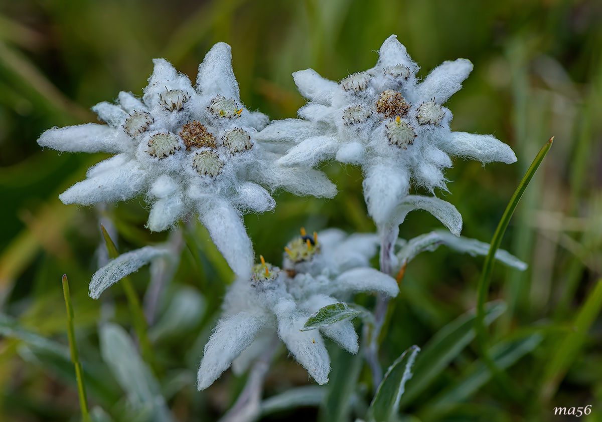 stella alpina