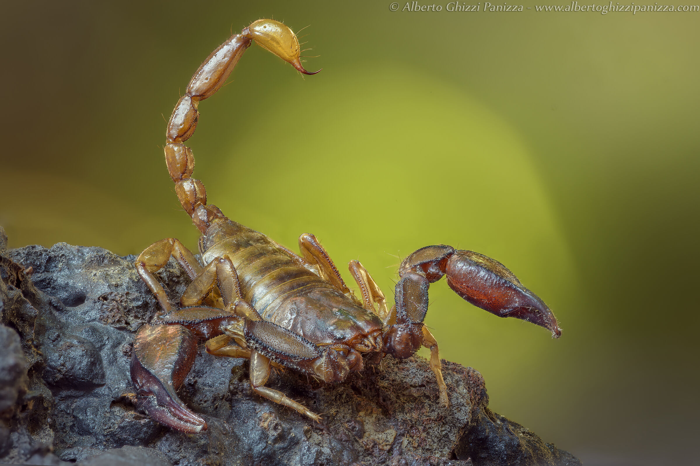 Prime prove con il Nikkor Z MC 105mm f/2.8 VR S