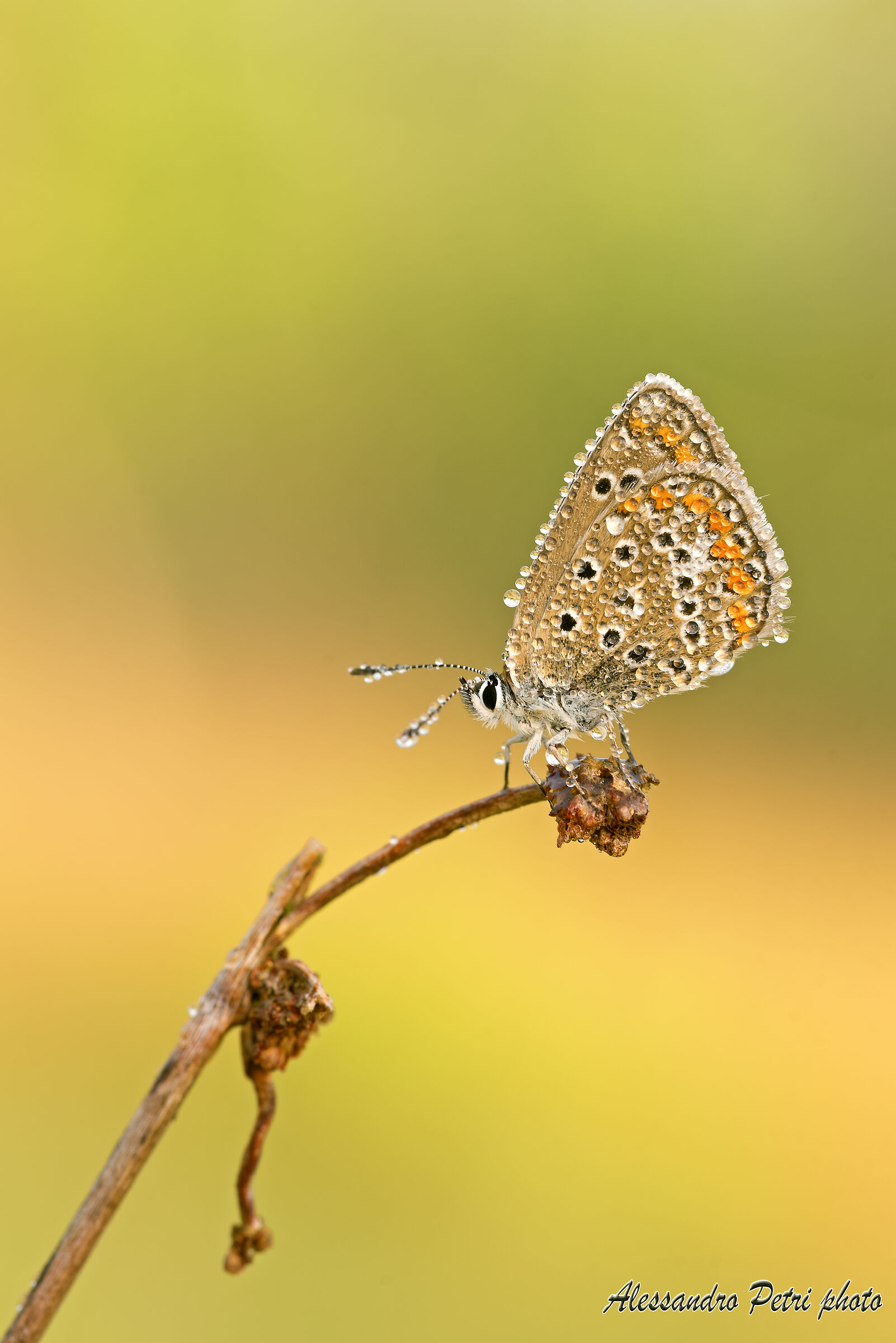 Licenide alle luci dell' alba