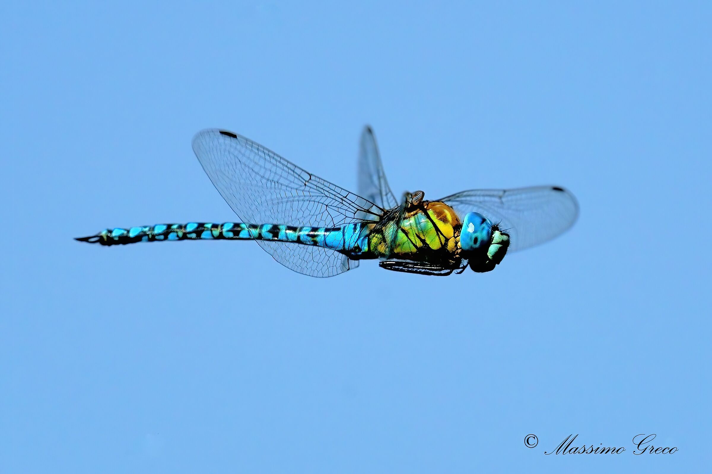 Dragonfly Emperor or Blue Emperor (Anax imperator)