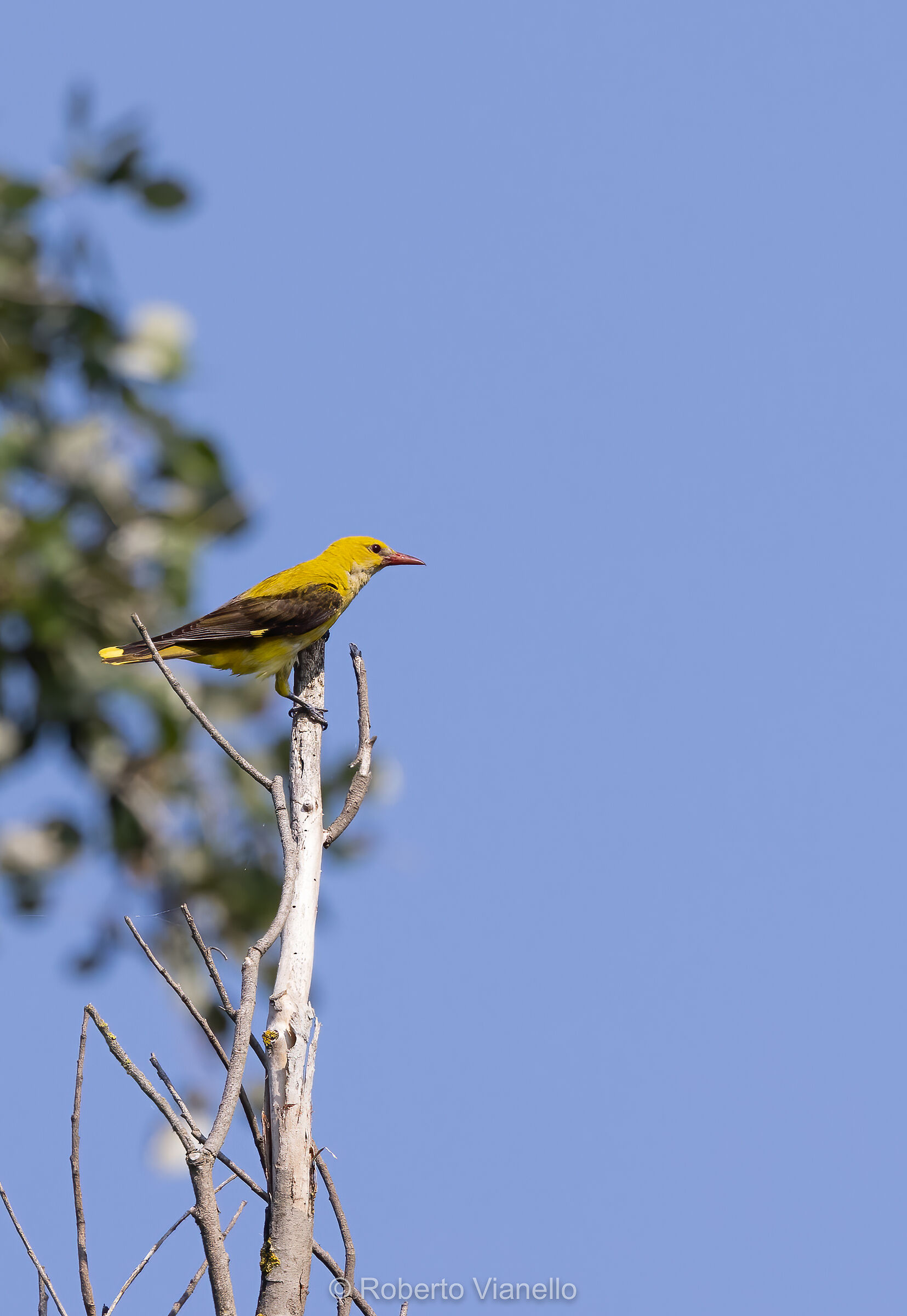 Rigogolo (Oriolus oriolus)