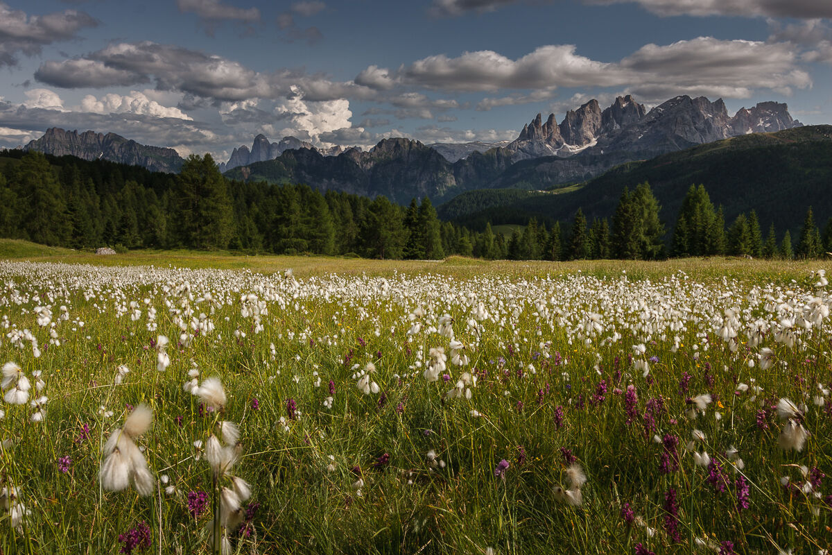 On the meadows of the Fuciade ...
