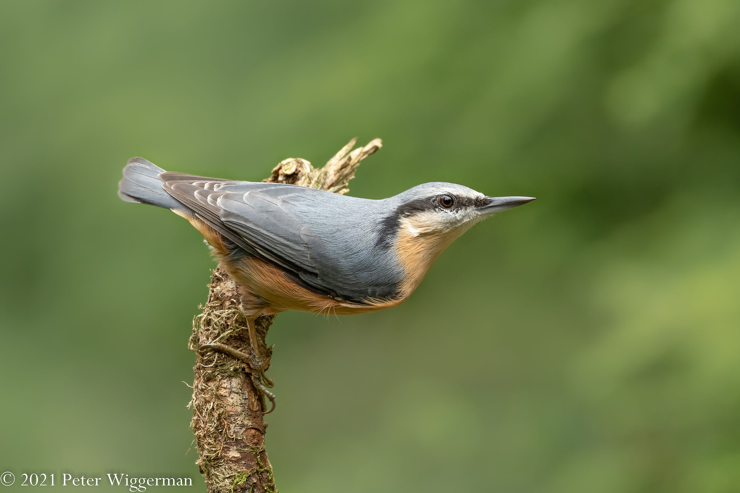 Nuthatch