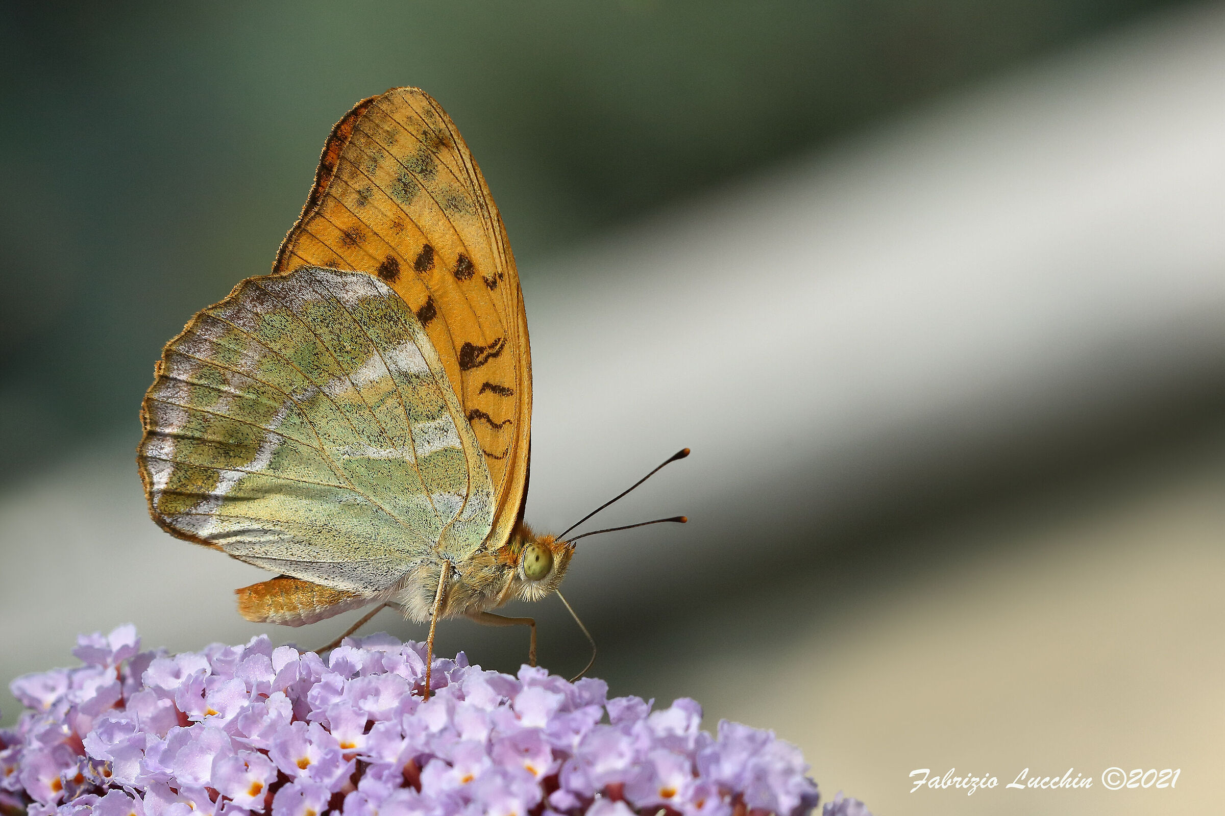 Argynnis paphia (esemplare maschio)