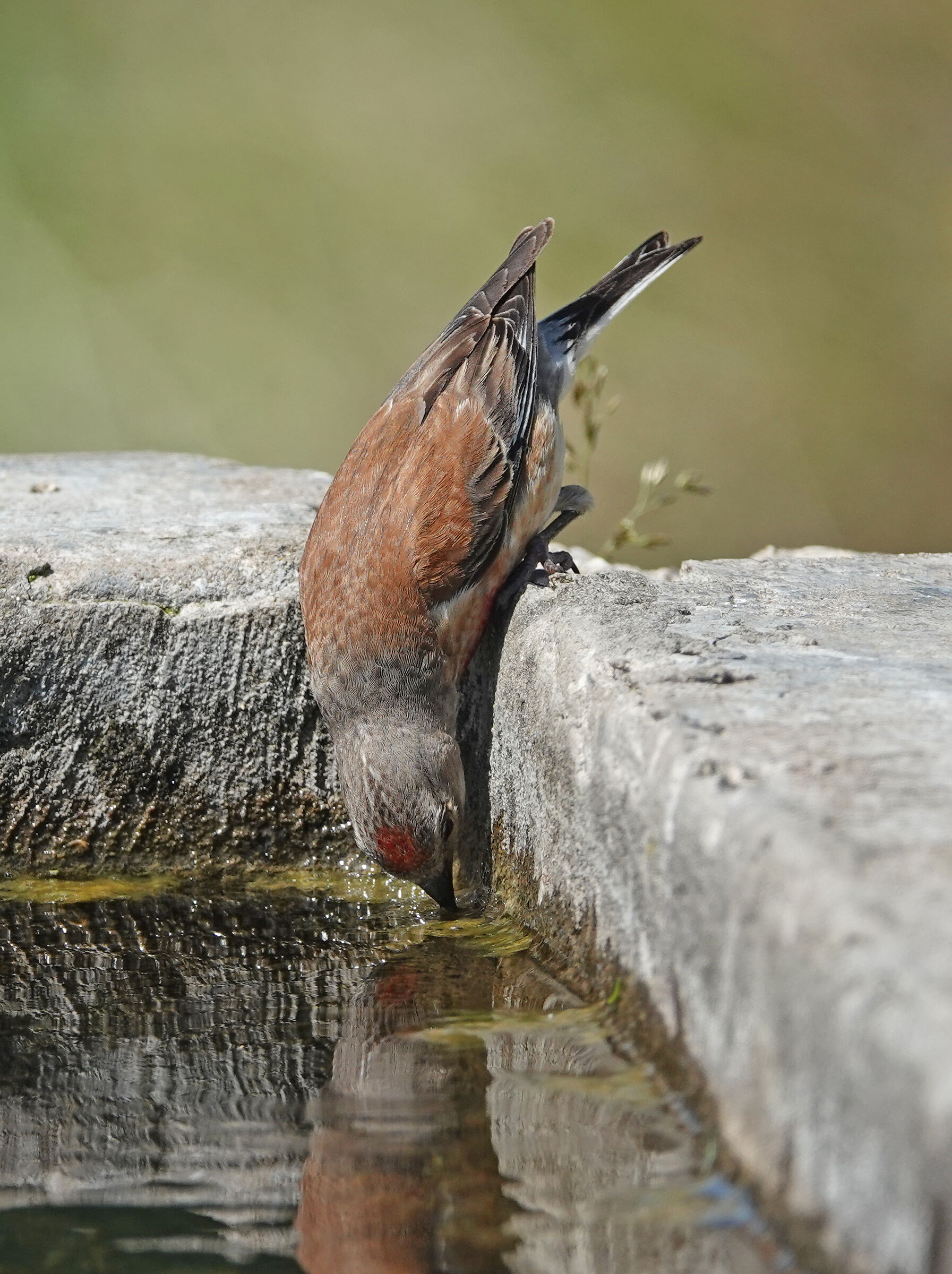 "Fanello"  Novezza, Monte Baldo Verona