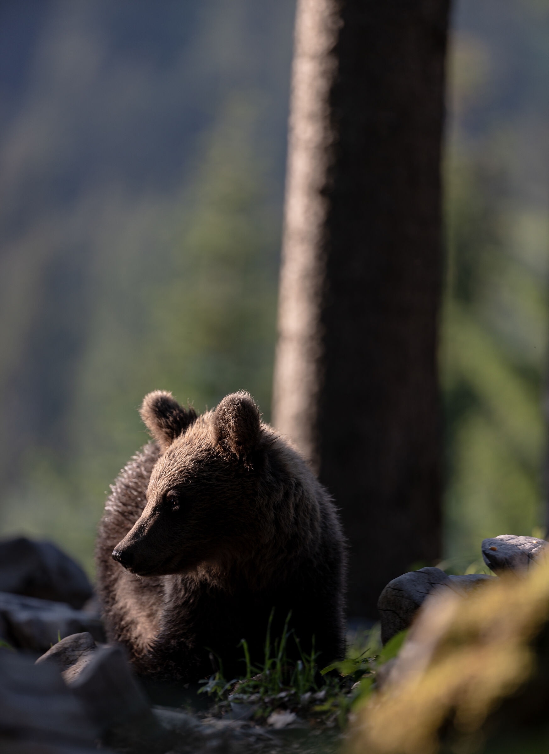 Luci e ombre nel bosco - Lights and shadows in the wood