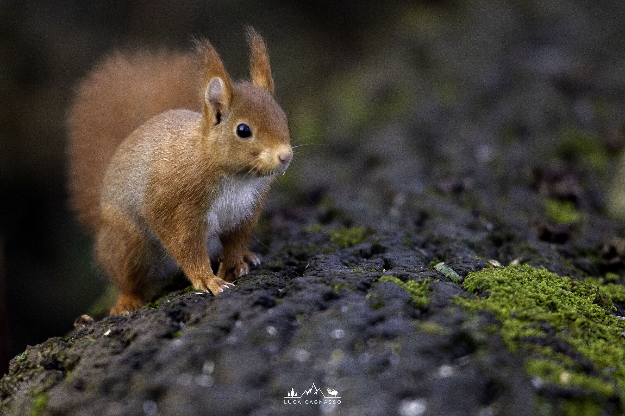 Red Squirrel