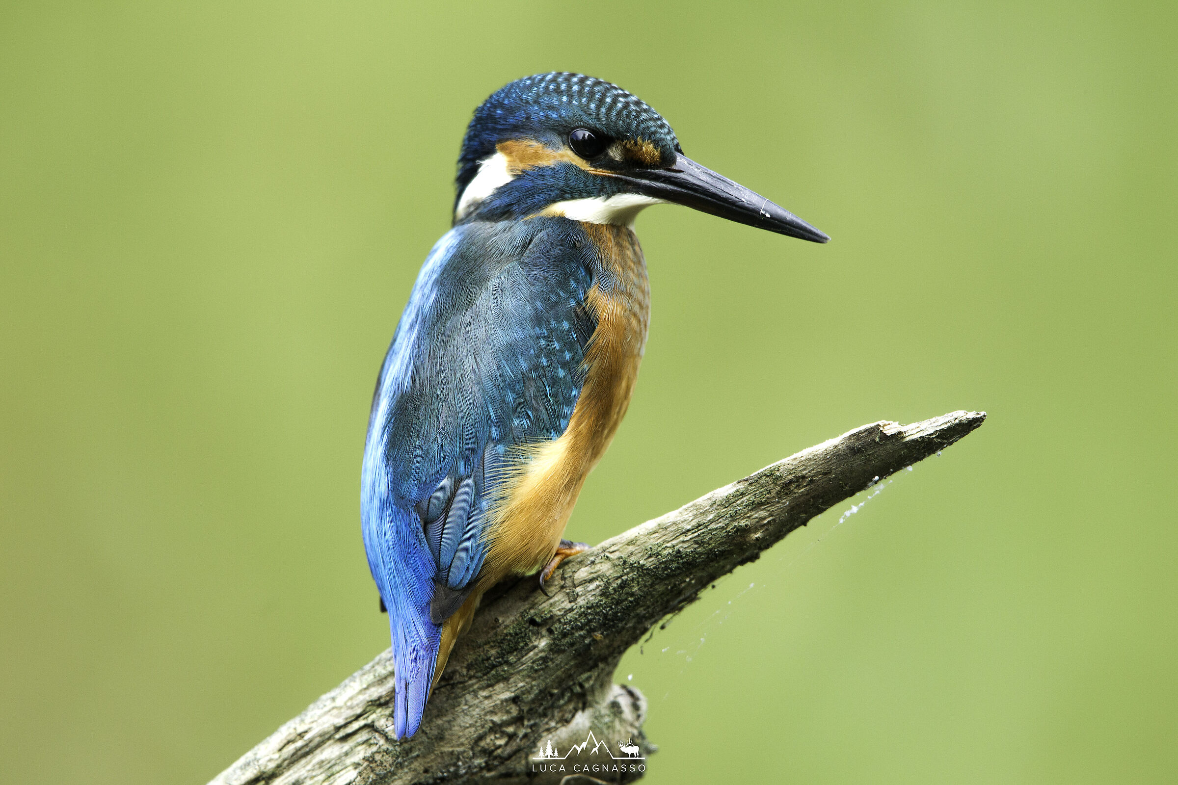 Kingfisher 04