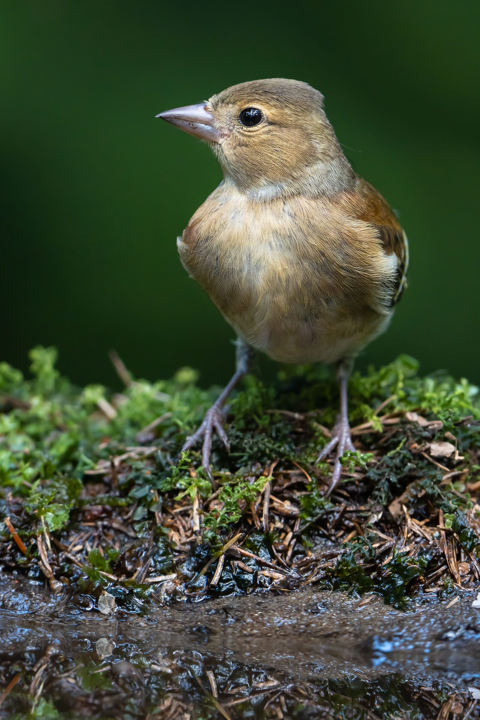 Chaffinch (Fringilla coelebs)