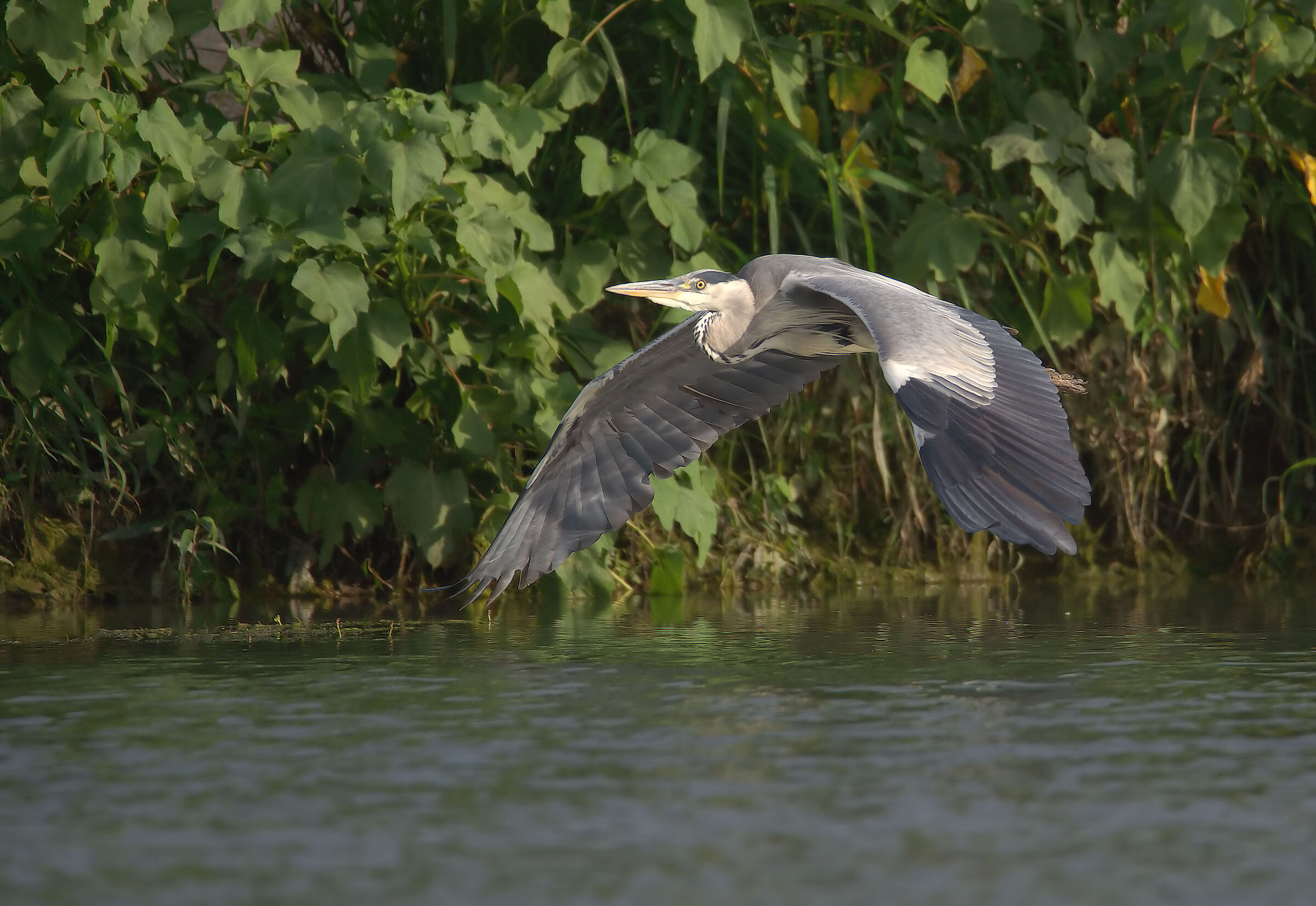grey heron