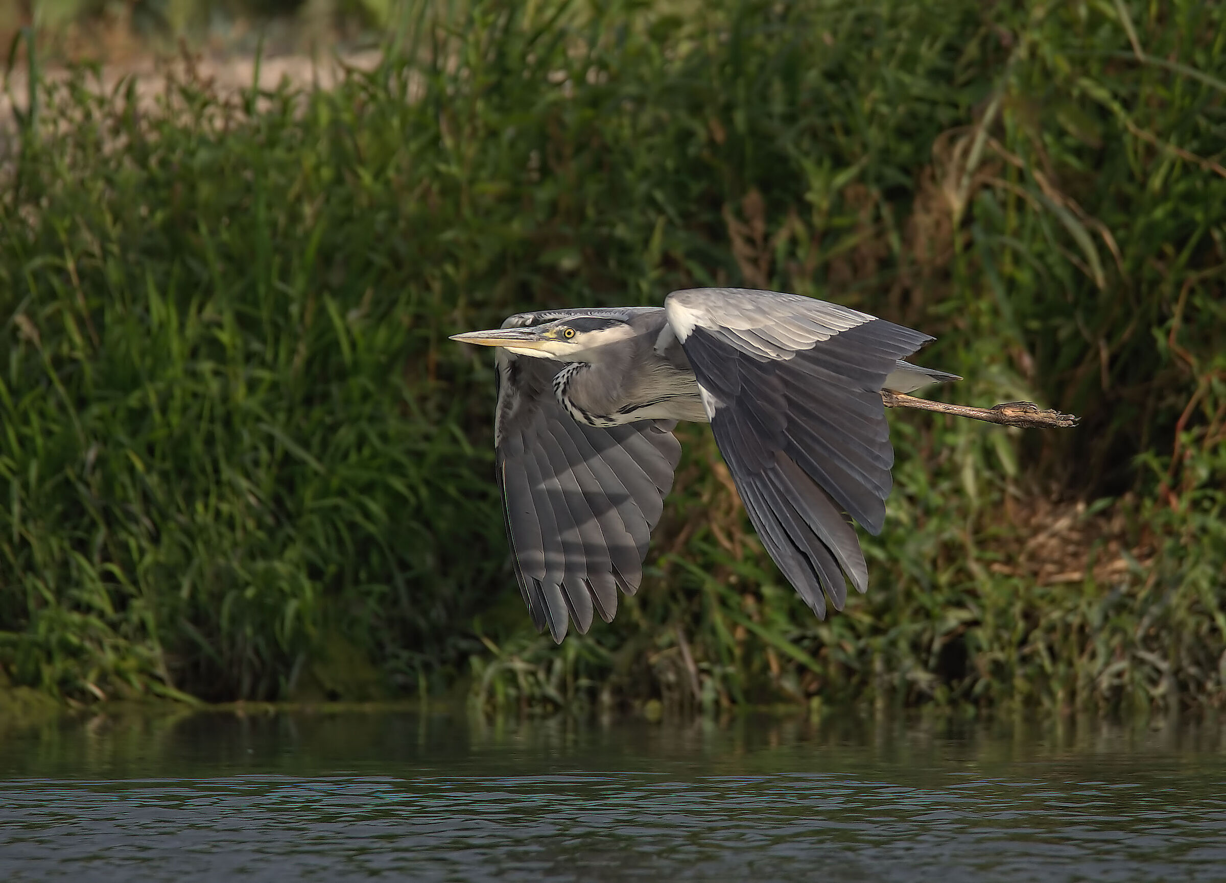 grey heron