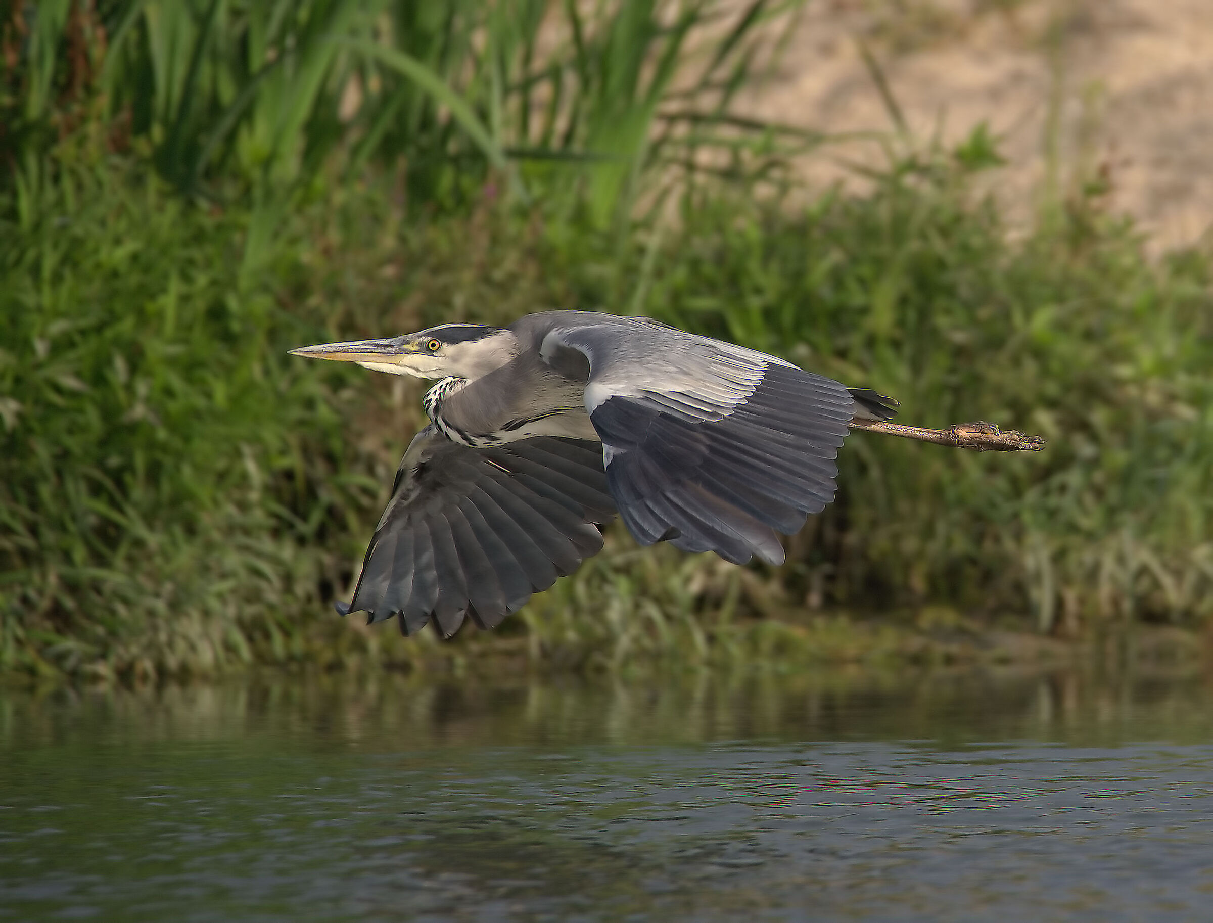 grey heron