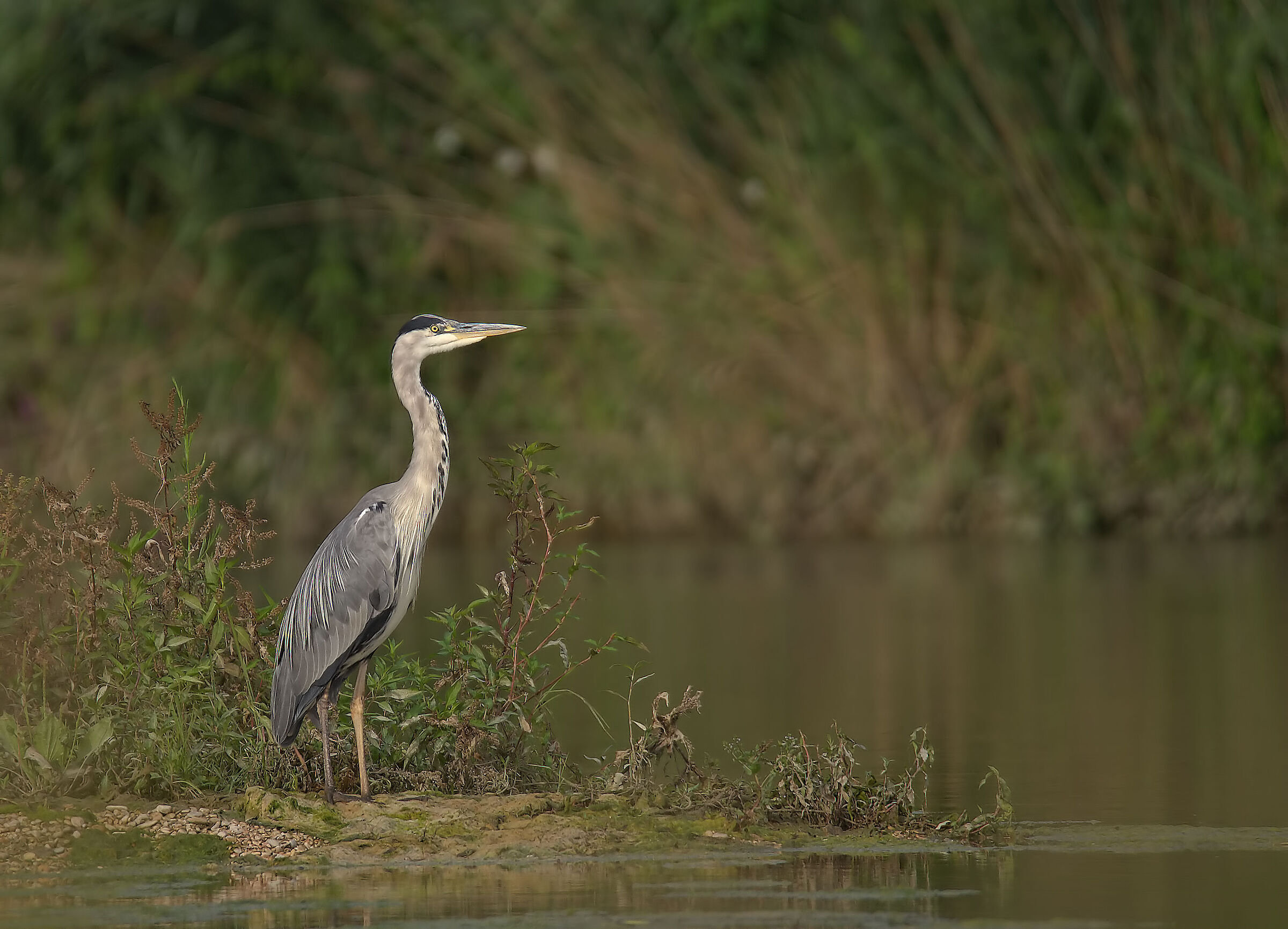 grey heron