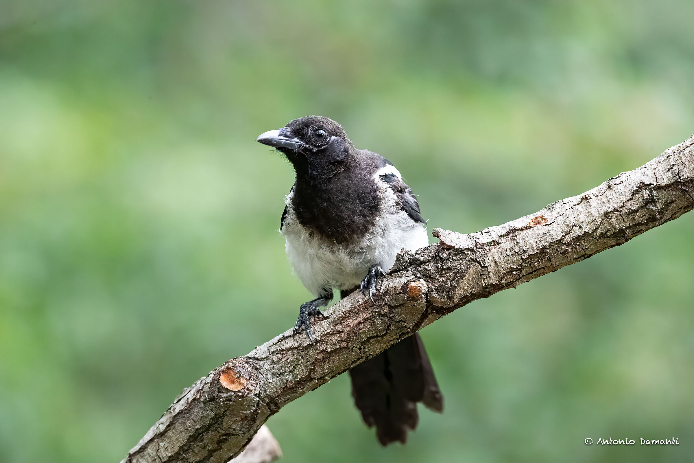 magpie. No crop.