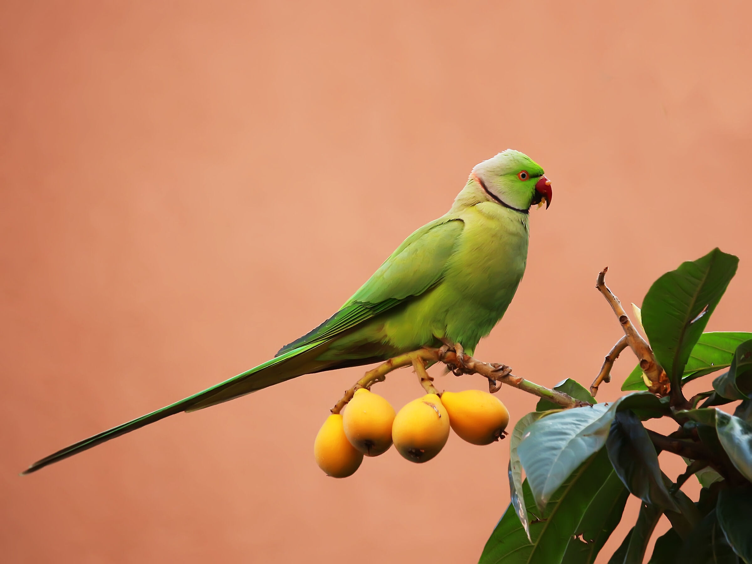 Pappagallo e nespolo