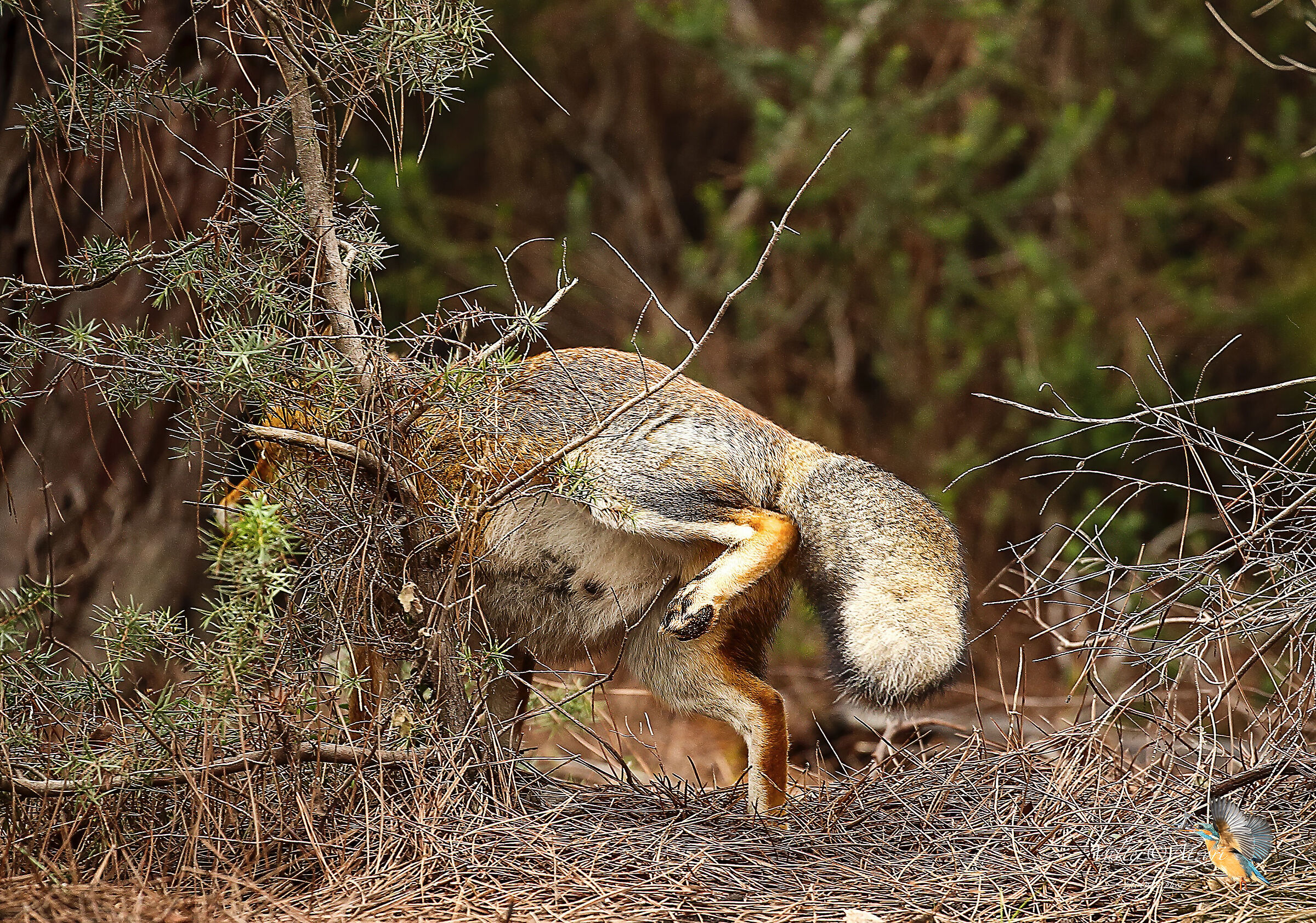Le volpi fanno Pipì come i cani