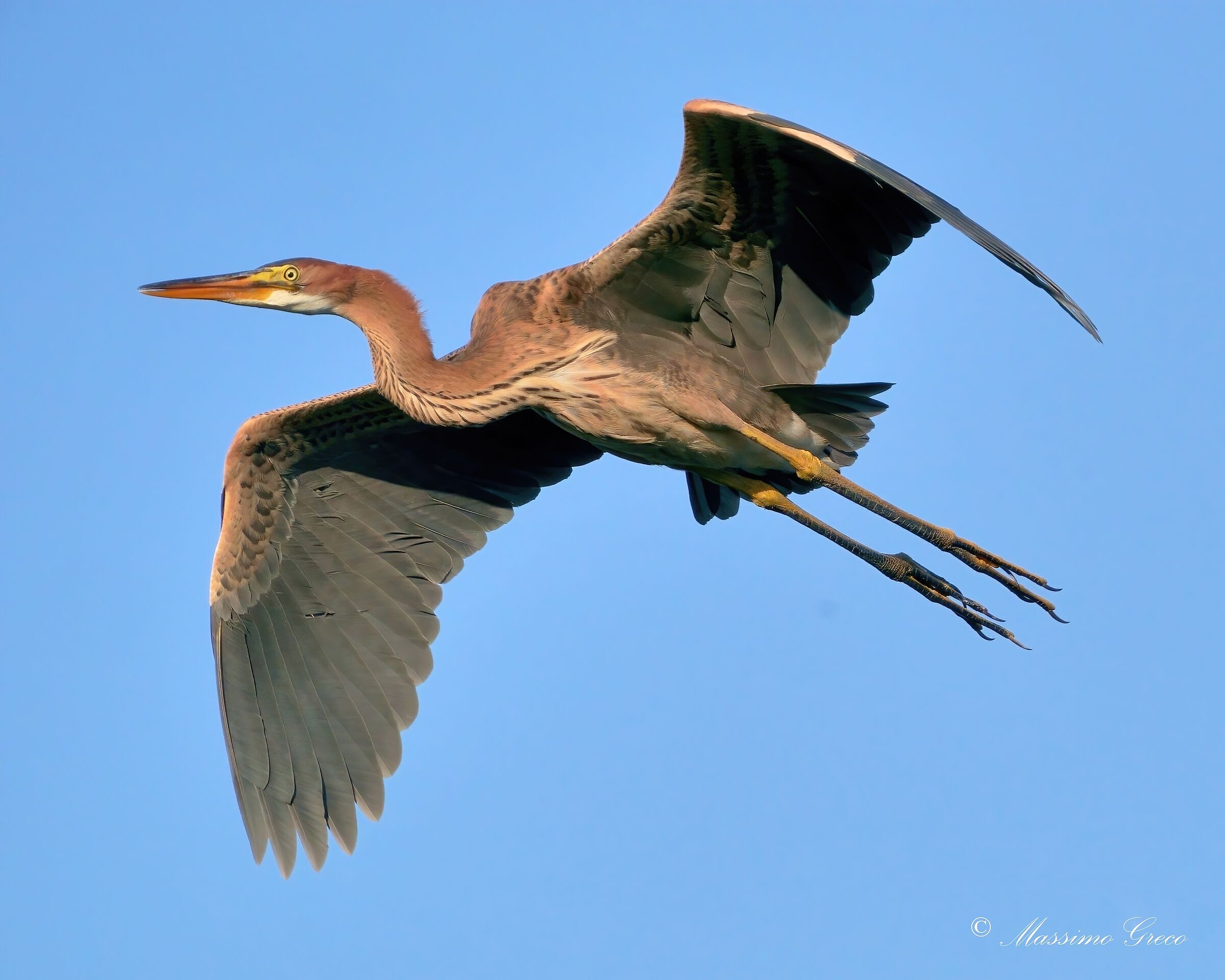Airone rosso (Ardea purpurea)
