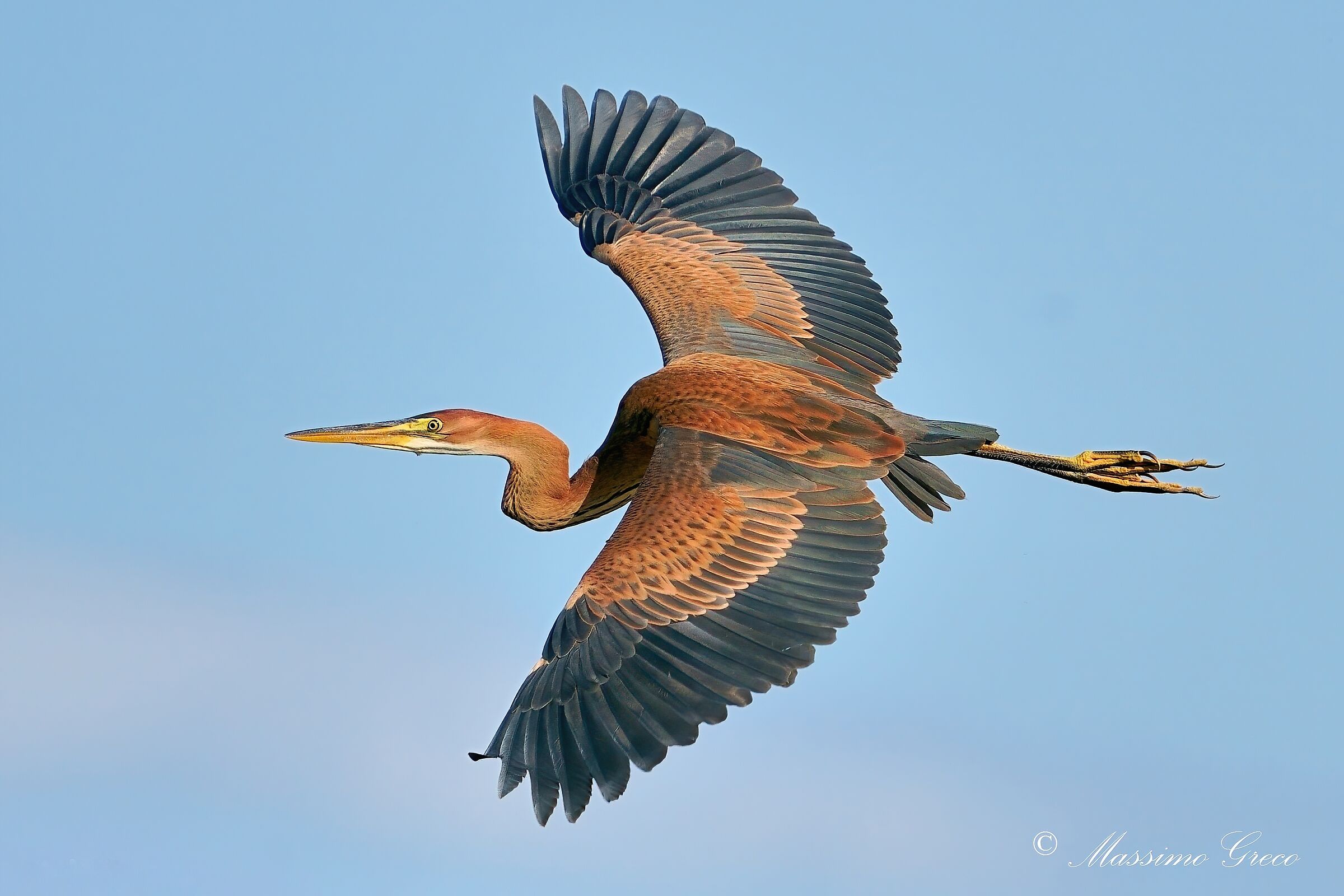 Airone rosso (Ardea purpurea)