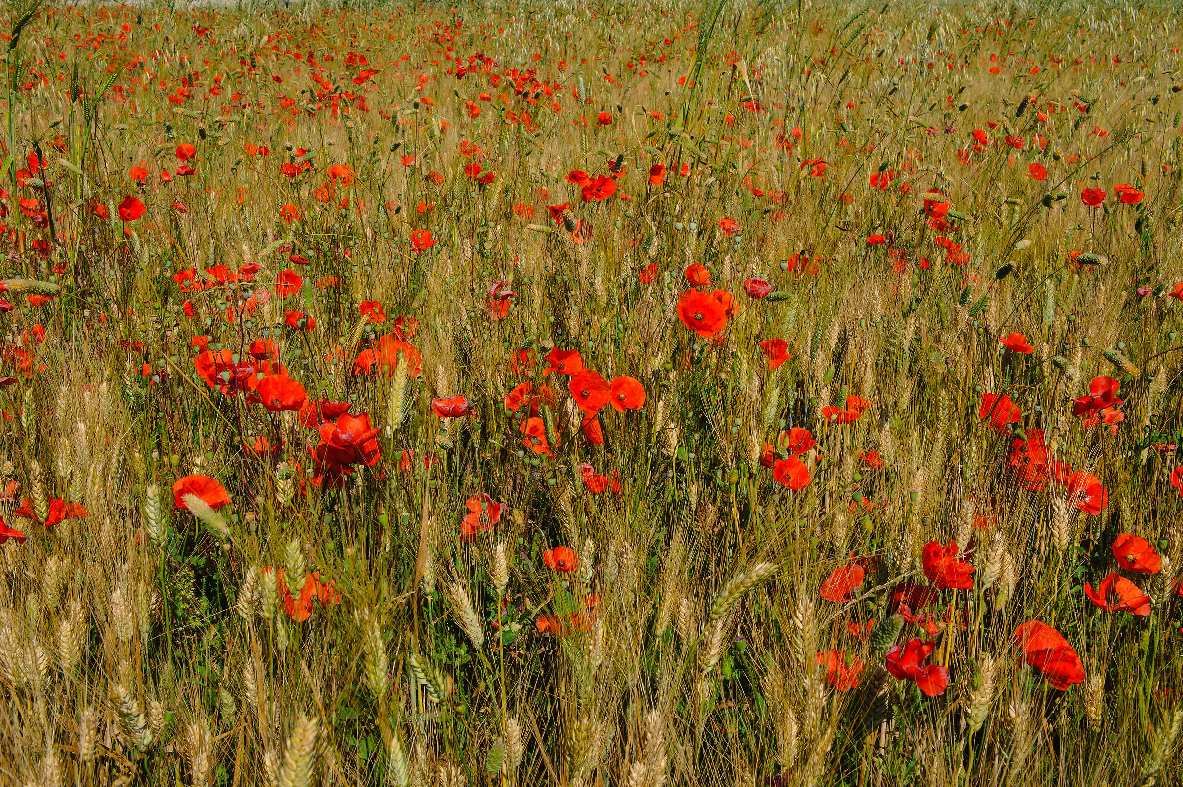 Poppies & Wheat