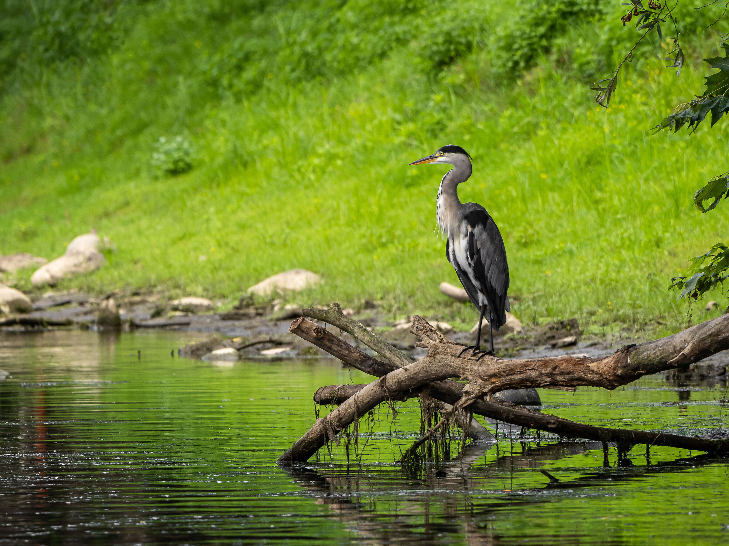 welcome in my jungle......