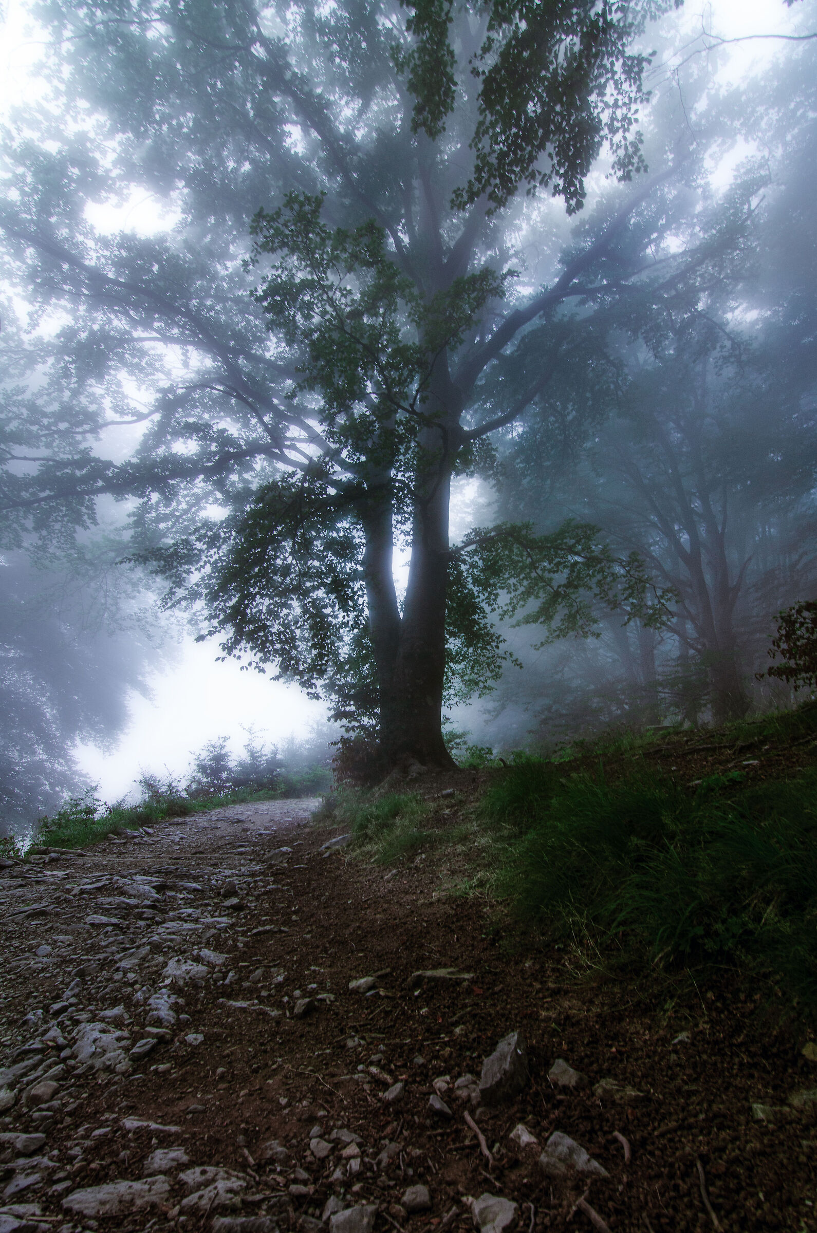 Campocecina nella Nebbia