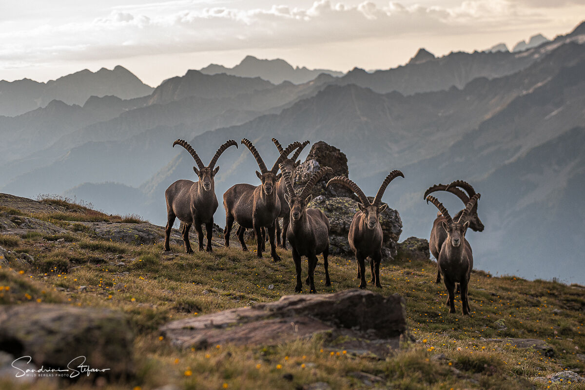 Ibexes at dawn