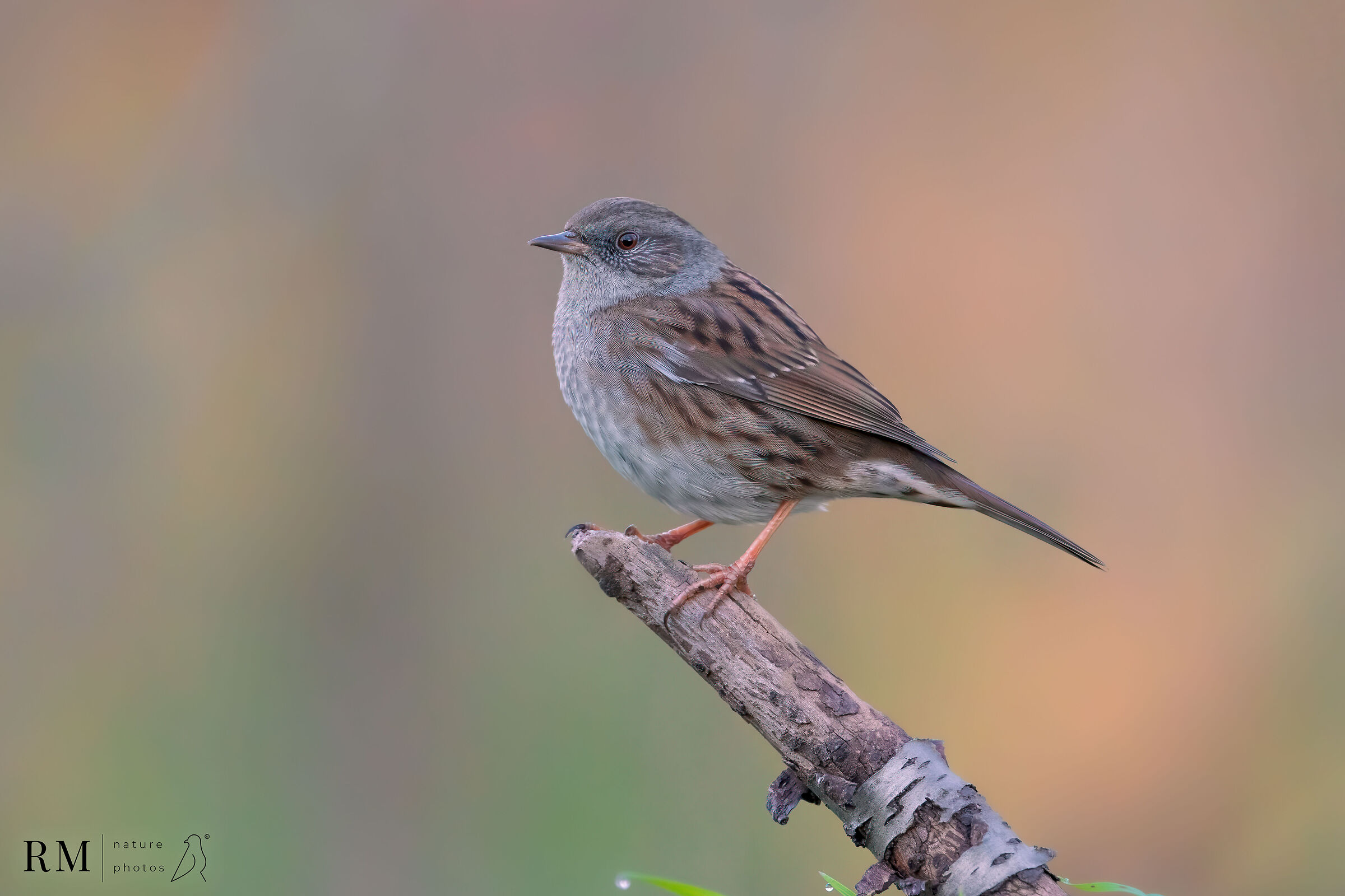 dunnock