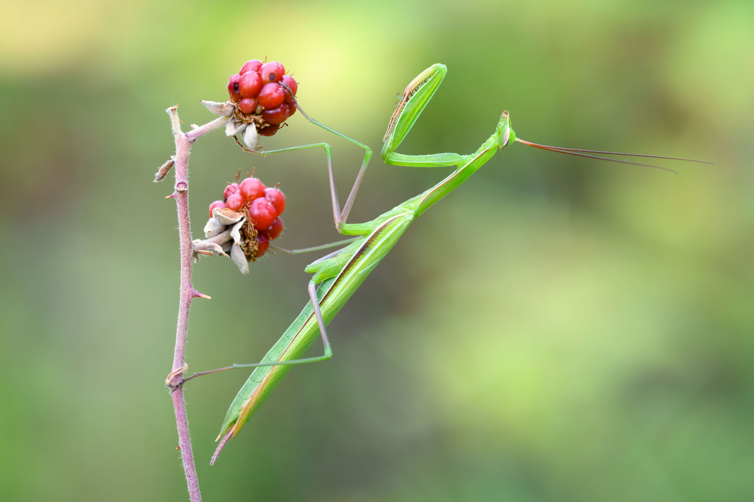 mantis