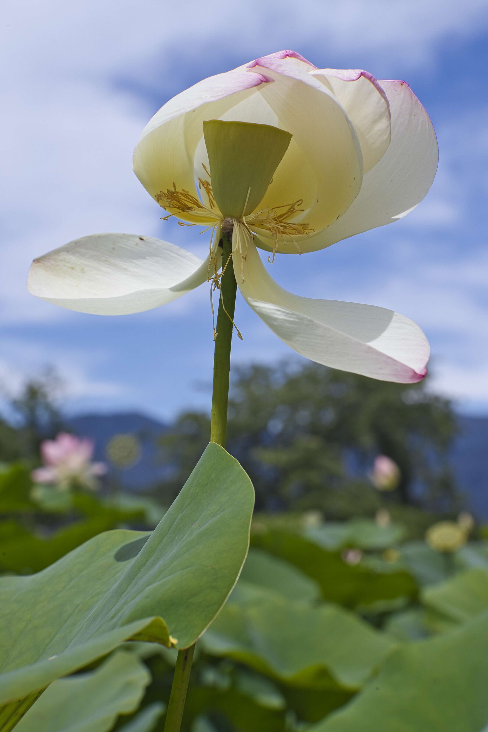 lotus