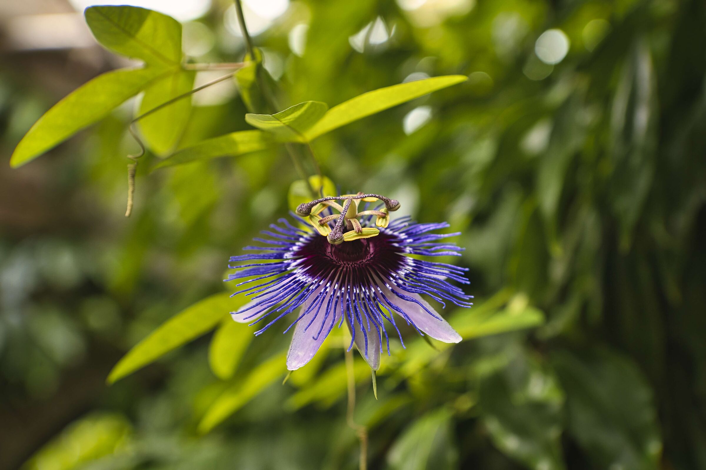 Passiflora