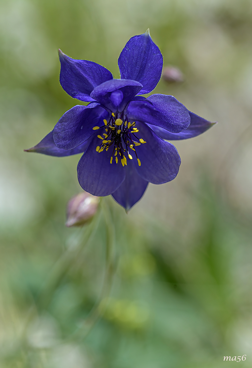 aquilegia azzurra