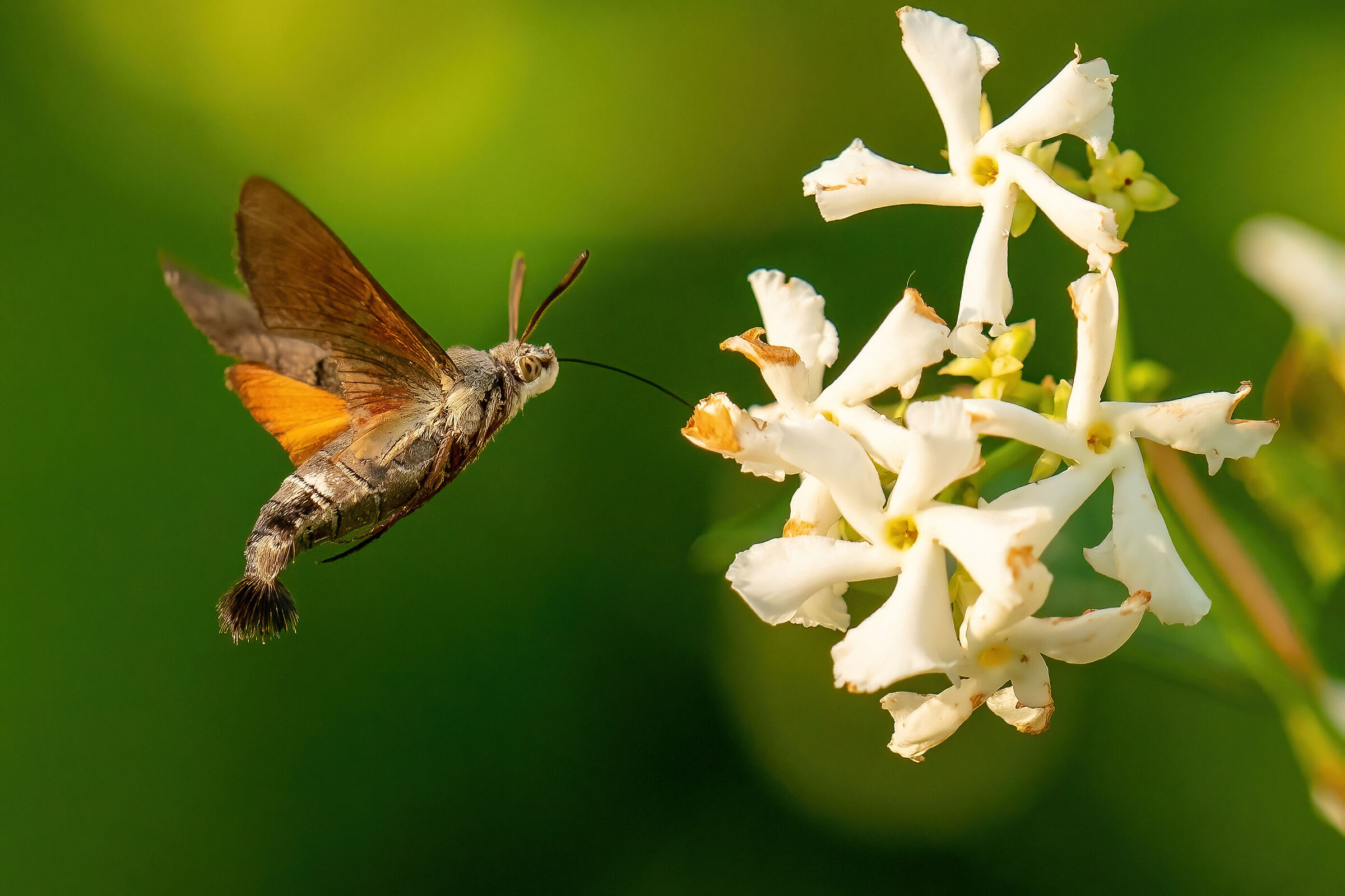Macroglossum stellatarum