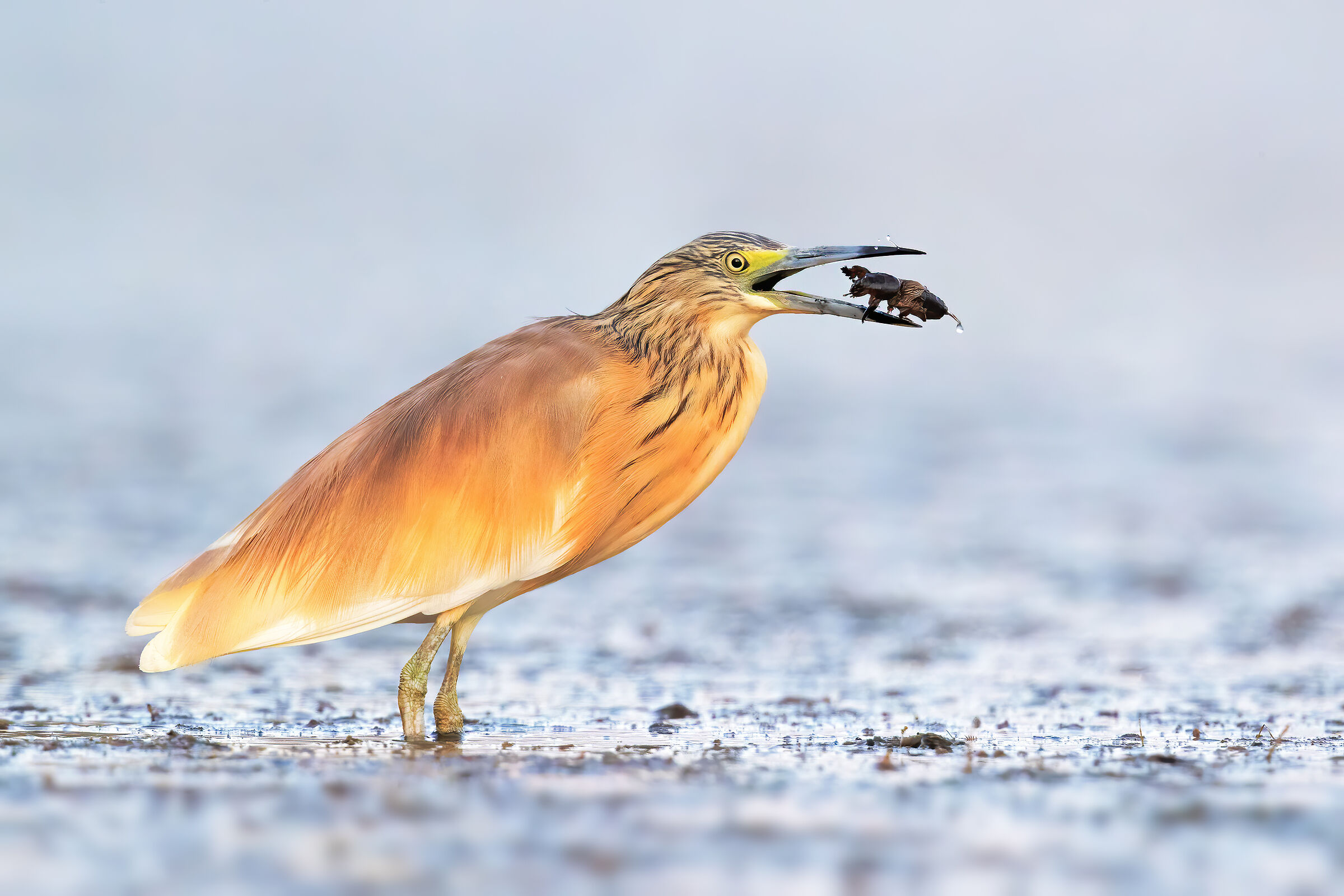 squacco heron
