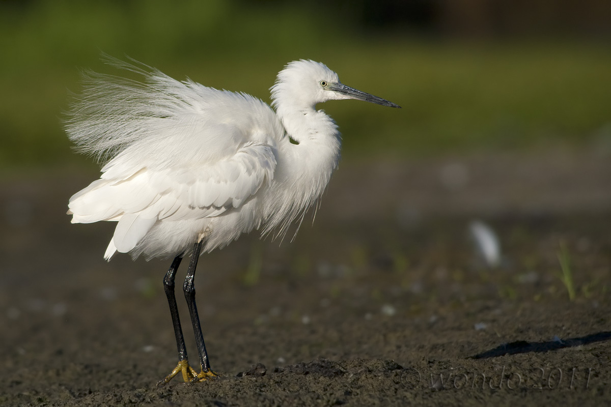 Egret Little Egret (Egretta garzetta) 2