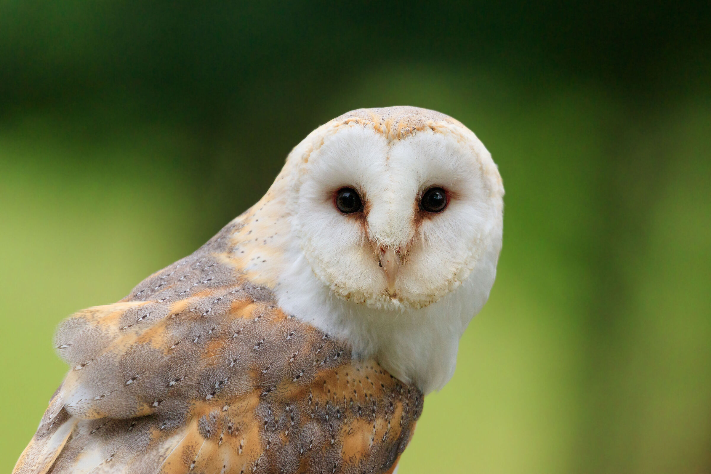 lo spettro silenzioso