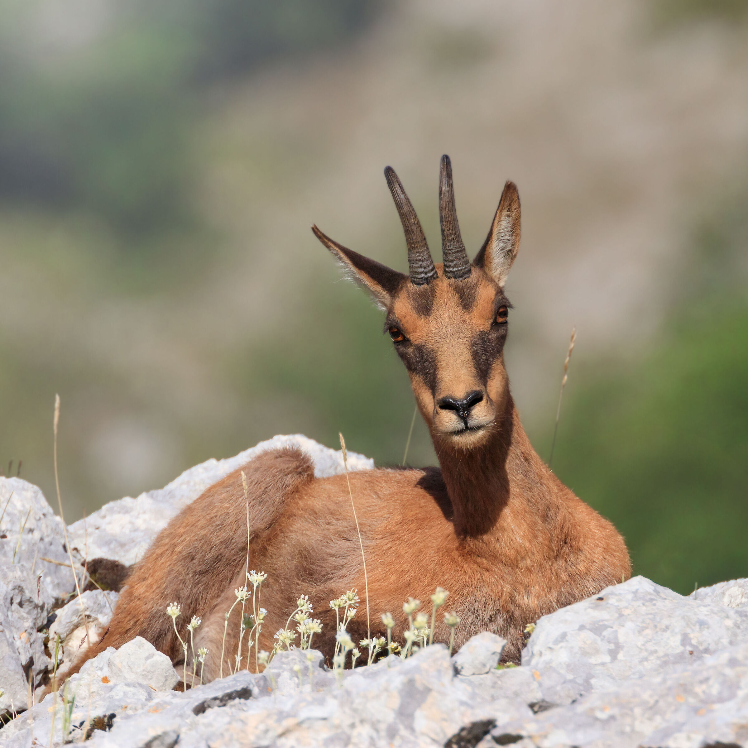 chamois