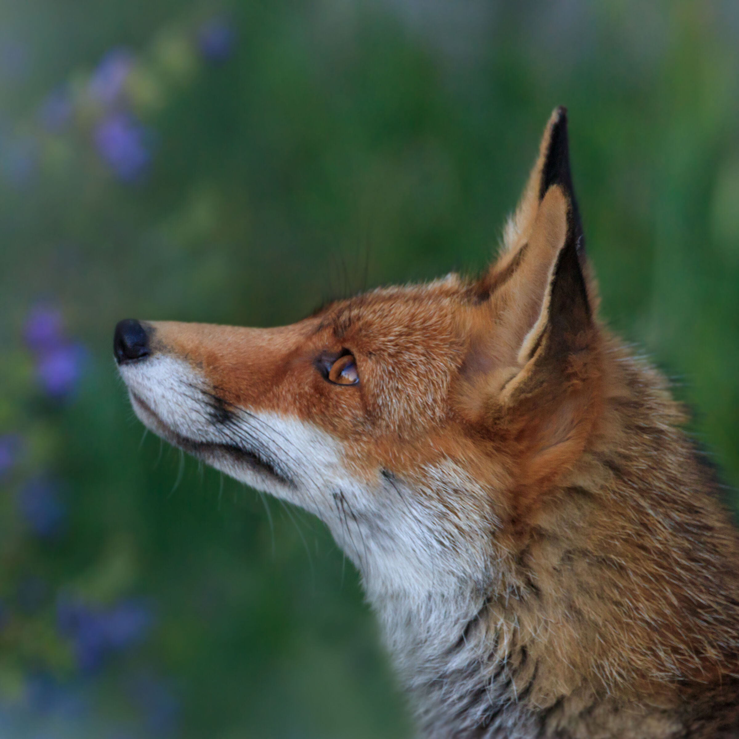 fox