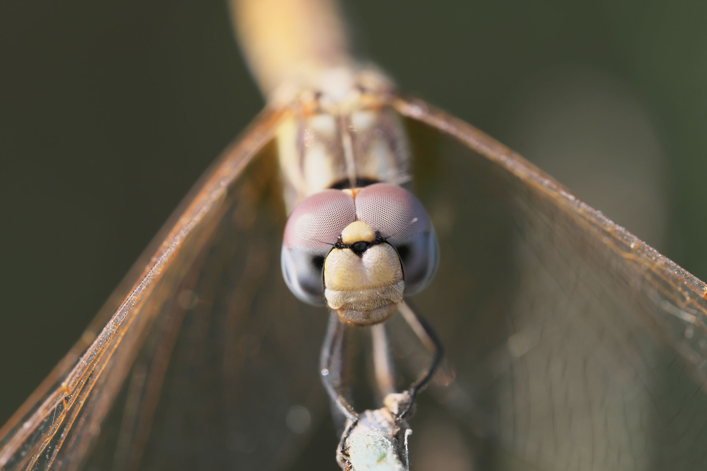 Faccia di libellula