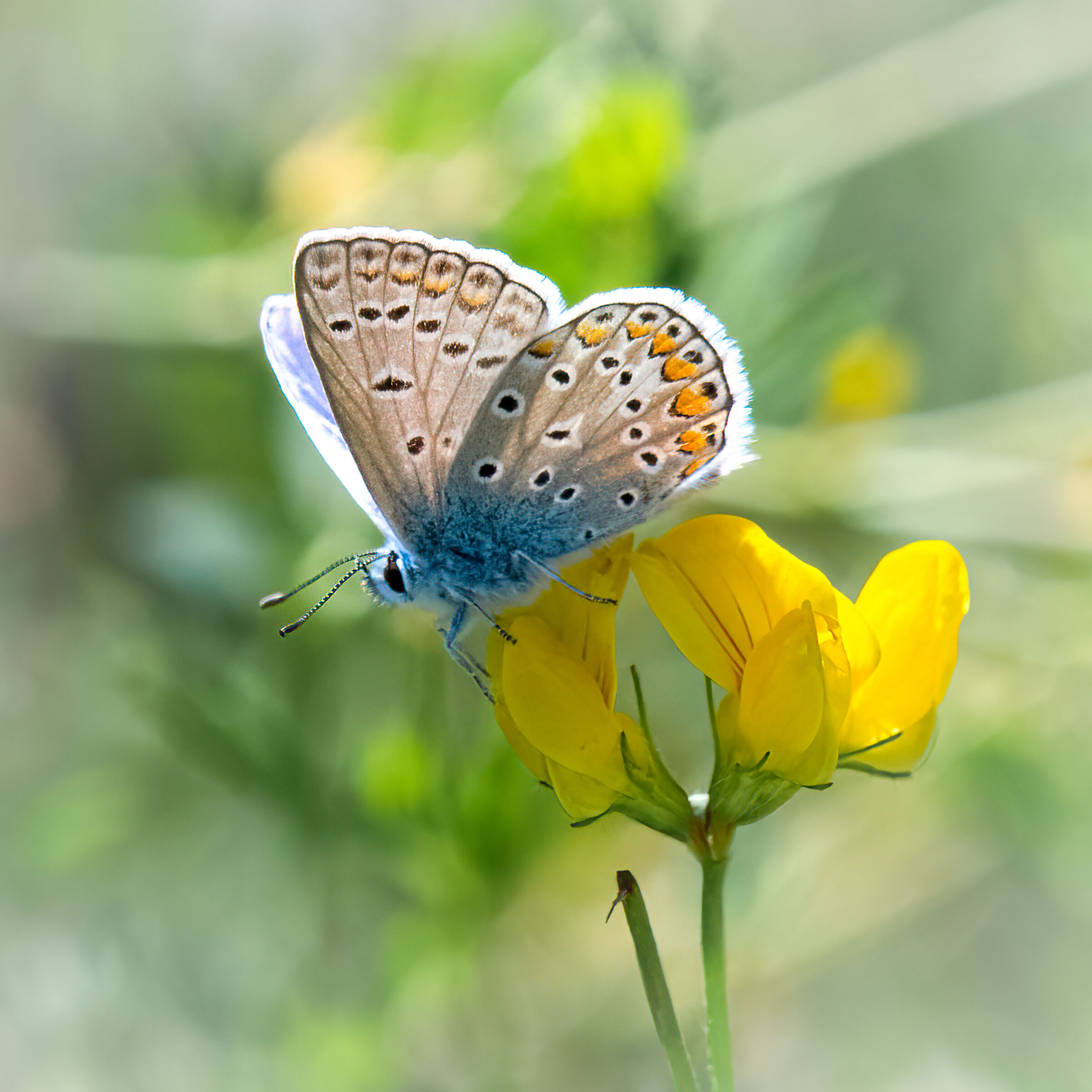 Di fiore in fiore...