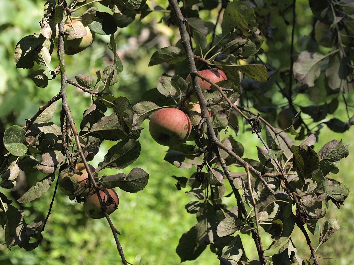 Nikon 36-72 serie E  f/3,5  e Olympus Epl1